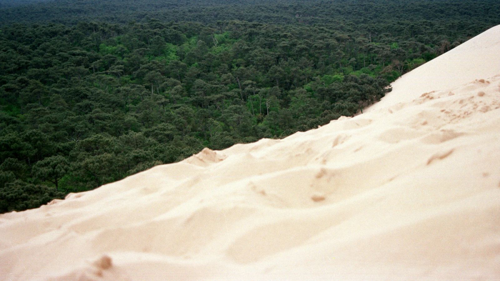 View from a sand dune down onto a dense pine forest